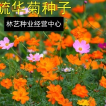 新硫华菊花卉种子波斯菊花籽春秋播种简单易活花海庭院