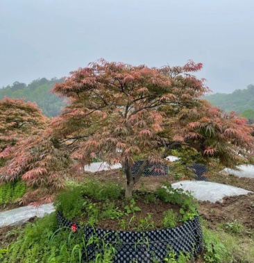 羽毛枫原生羽毛枫价格羽毛枫基地大量供应