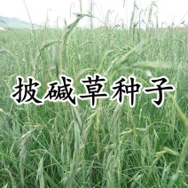 护坡复绿草披碱草种子碱茅草抗风沙耐旱耐盐碱耐寒多年生