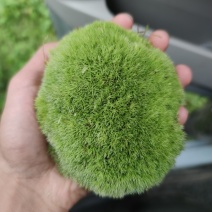 青苔