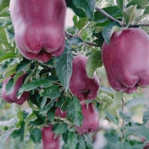 苹果花牛苹果欢迎选购