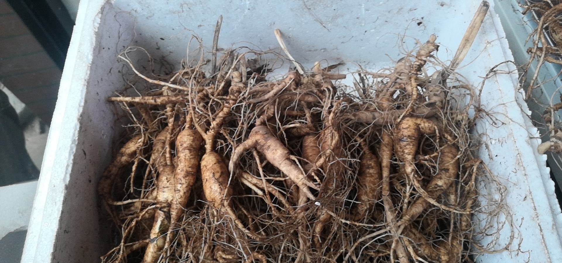 林下参生长环境