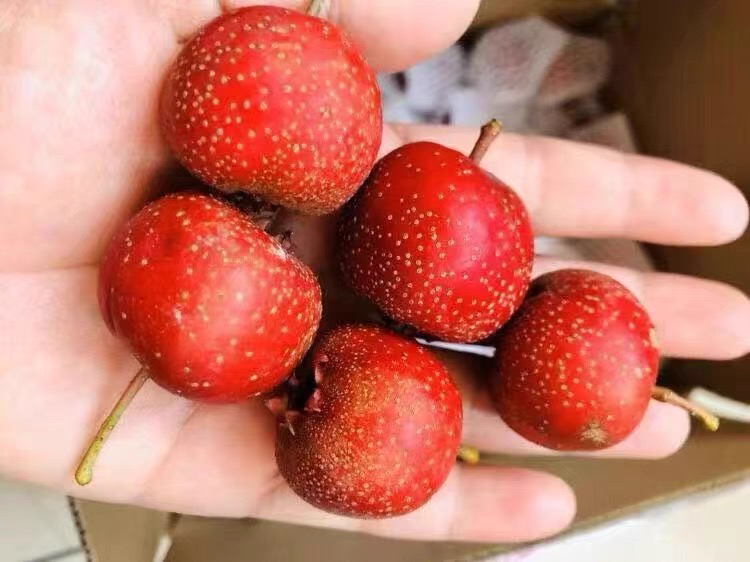 生山楂干与熟山楂干原料对比图