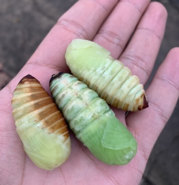 东北柞蚕蛹,刚从蚕变蛹(俗称:神仙),有需要的联系