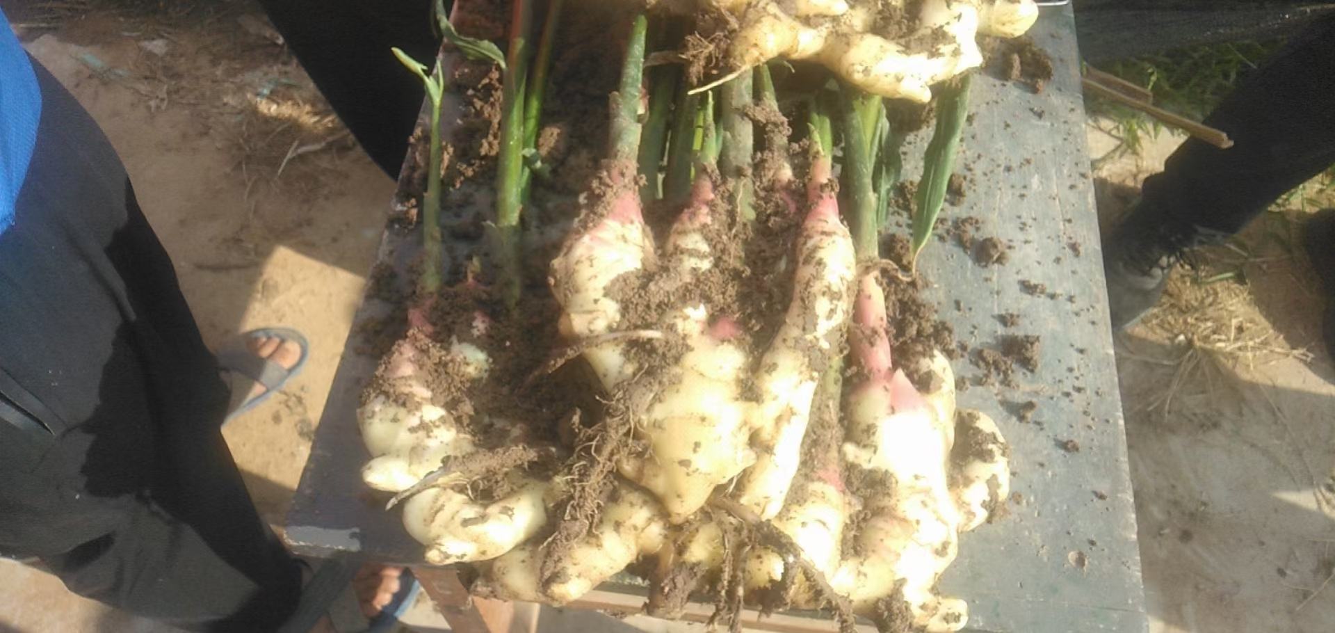 一筐刚从田间采收的新鲜红芽姜,根茎饱满,表皮浅黄带光泽,顶端嫩芽明显呈现紫红色,周围附着少量湿润泥土,背景为清晨阳光下的姜田,展现原生态种植环境 红芽姜新鲜采收特写