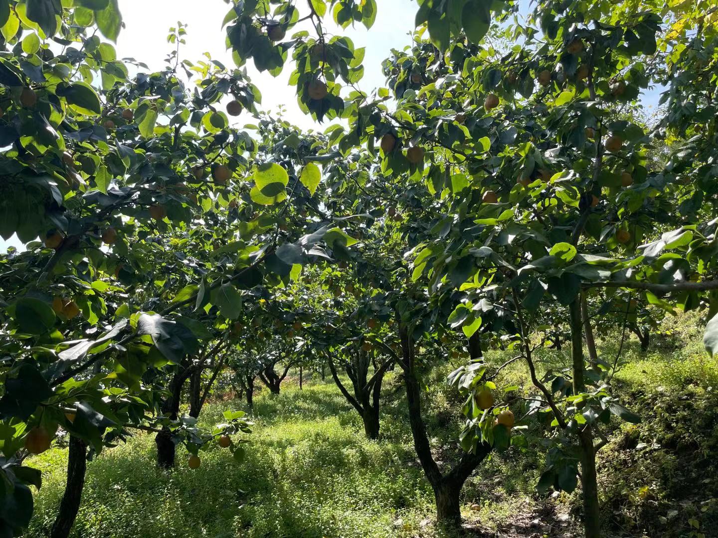 翡翠玉梨果园实景