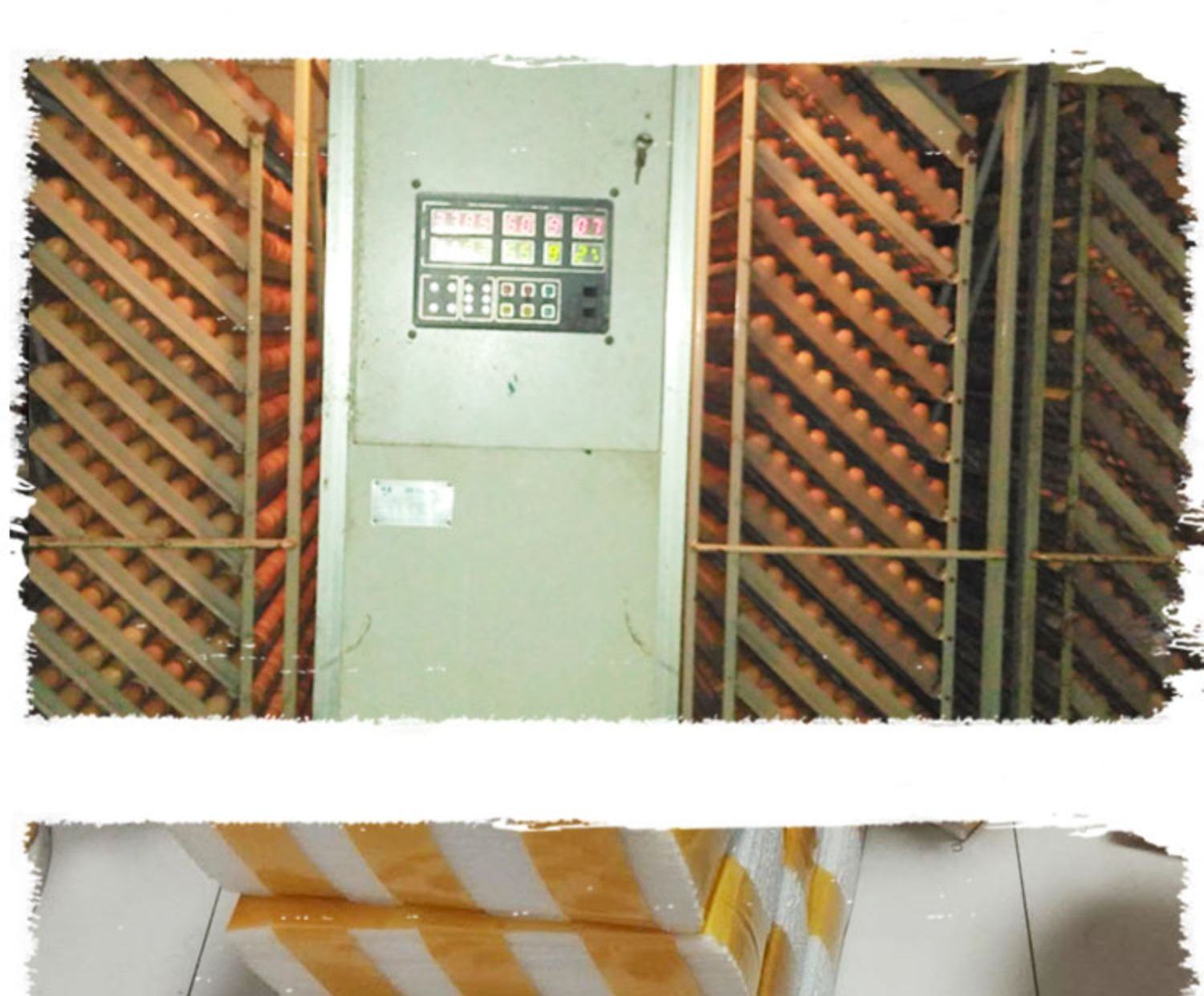 蛋鸡养殖场日常管理