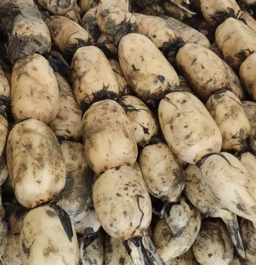 湖北孝感精品莲藕莲藕头年新田新353735六号苗