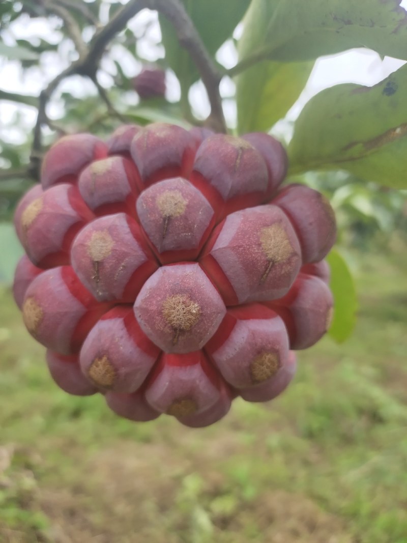 布福娜黑老虎一件代发顺丰包邮包售后