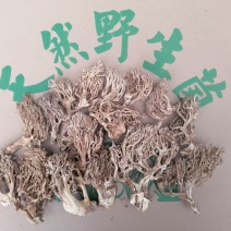 扫把菌，珊瑚菌，鹿茸菌