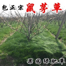 进口真鼠茅草种子正宗抑制杂草除果园绿肥耐寒性强秋播批发