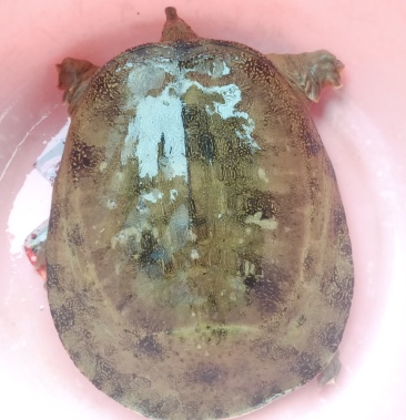 [鳖批发]天然本地土甲鱼价格100.00元/斤 - 一亩田