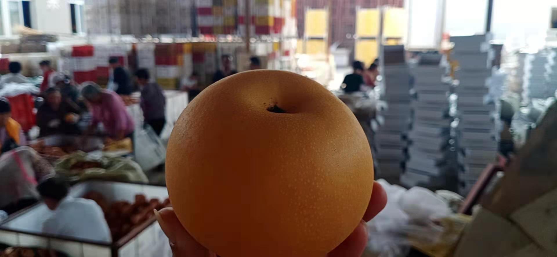 一位女性消费者在超市水果区挑选秋月梨,手中拿着两个不同大小的梨进行比较,货架标签标注‘秋月梨 中果’与‘特大果’,表情专注,体现理性选购过程 消费者选购秋月梨场景