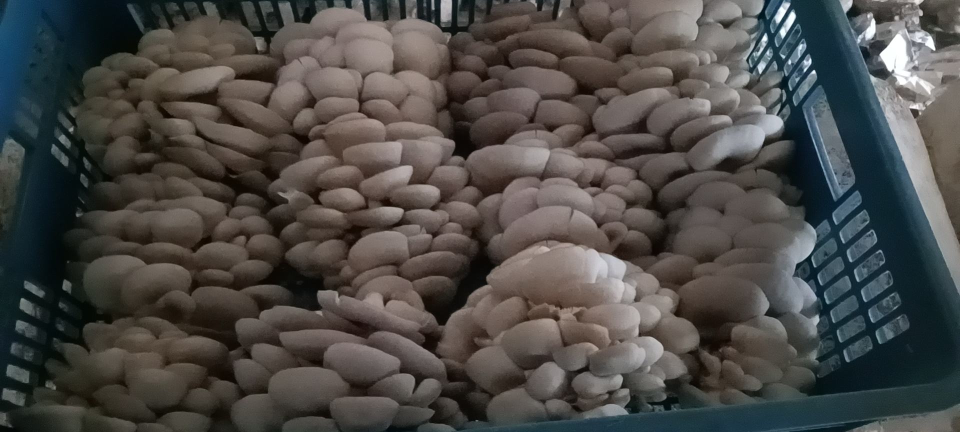 展示油菜和平菇的清洗、焯水过程,背景干净整洁 油菜和平菇清洗处理过程