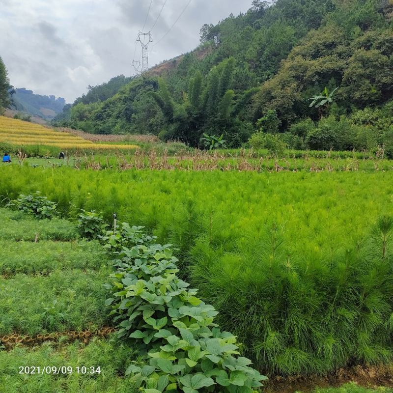 贵州杉树苗批发基地图片