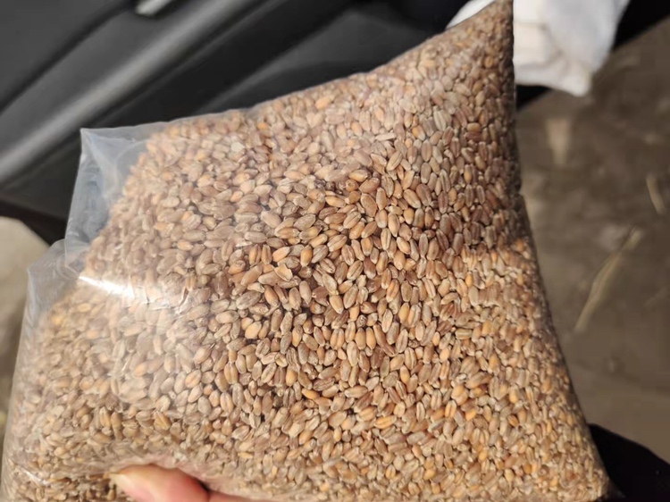 小麦产业链示意图