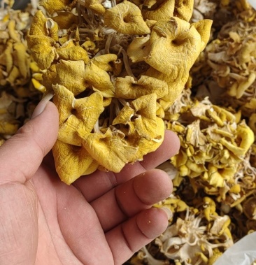 鸡油菌,黄金菇,自产自销,一手货源,量大从优,欢迎咨询