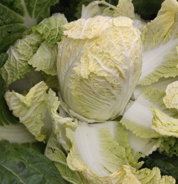 娃娃菜～大娃娃菜,小娃娃菜,产地直供,货源充足,代发全国