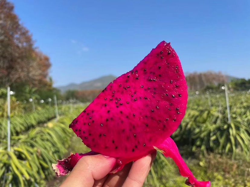 展示一颗完整的红心火龙果,果实呈鲜艳红色,表面光滑,背景为自然阳光下的果园环境 红心火龙果实物图