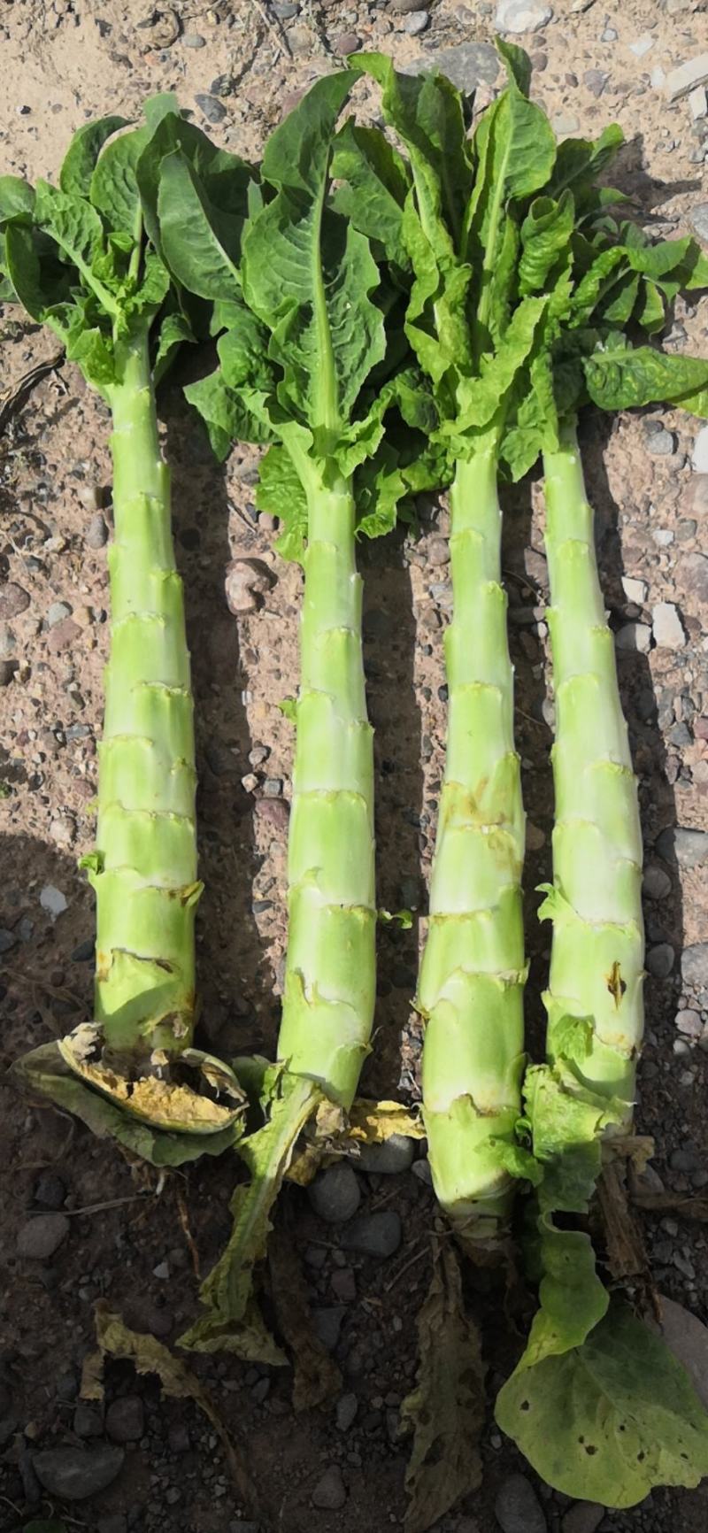 圆叶青笋,甘肃金昌圆叶莴笋大量上市,欢迎各位老板咨询下单