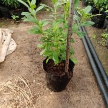 西洋杜鹃杨梅红花苗比利时杜鹃花四季开花盆栽花卉植物