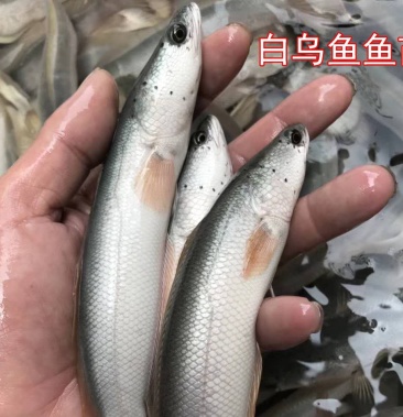生态白乌鱼白化黑鱼鱼苗雷龙鱼财鱼淡水活体