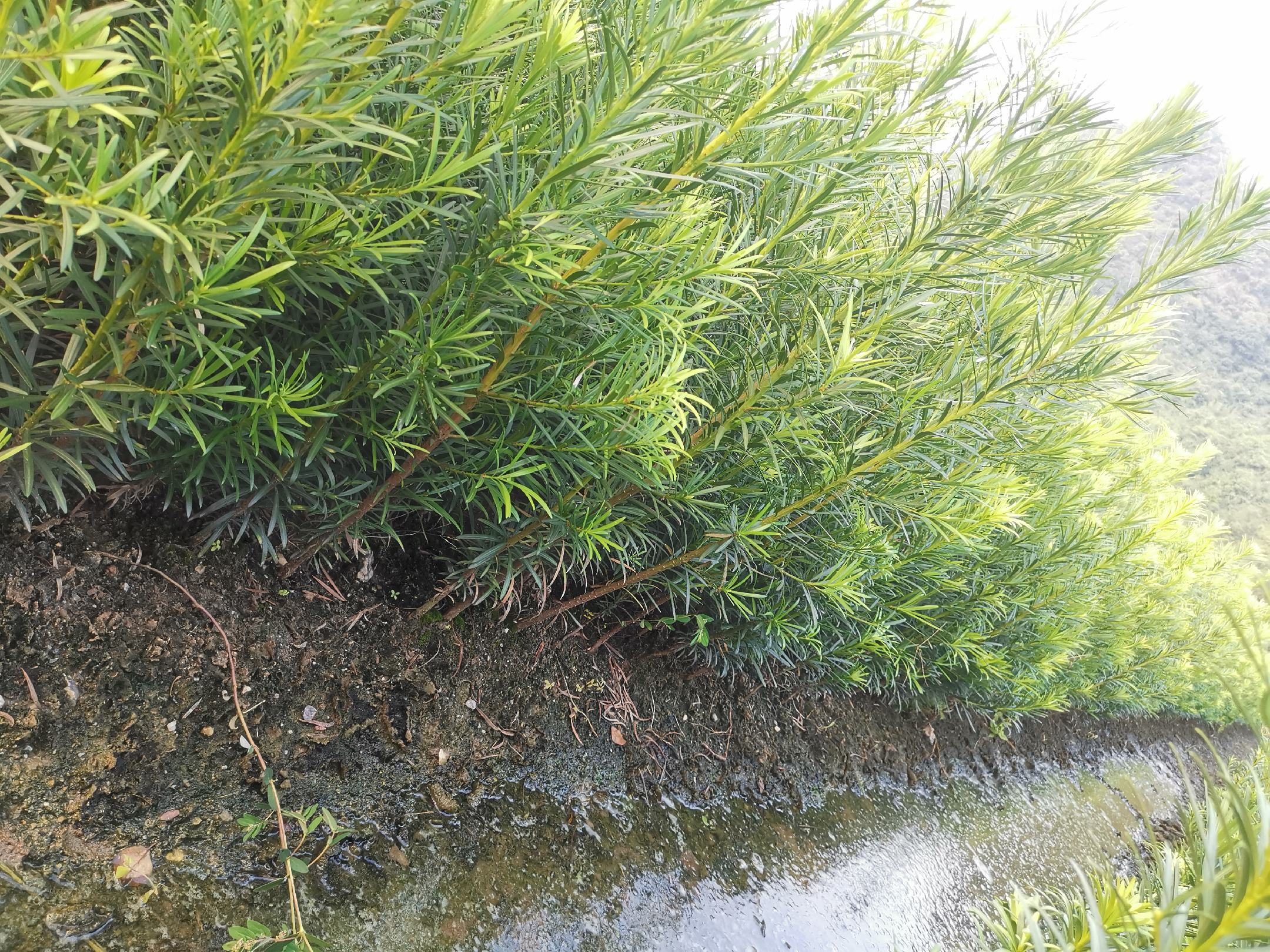 罗汉松苗在苗圃中整齐排列