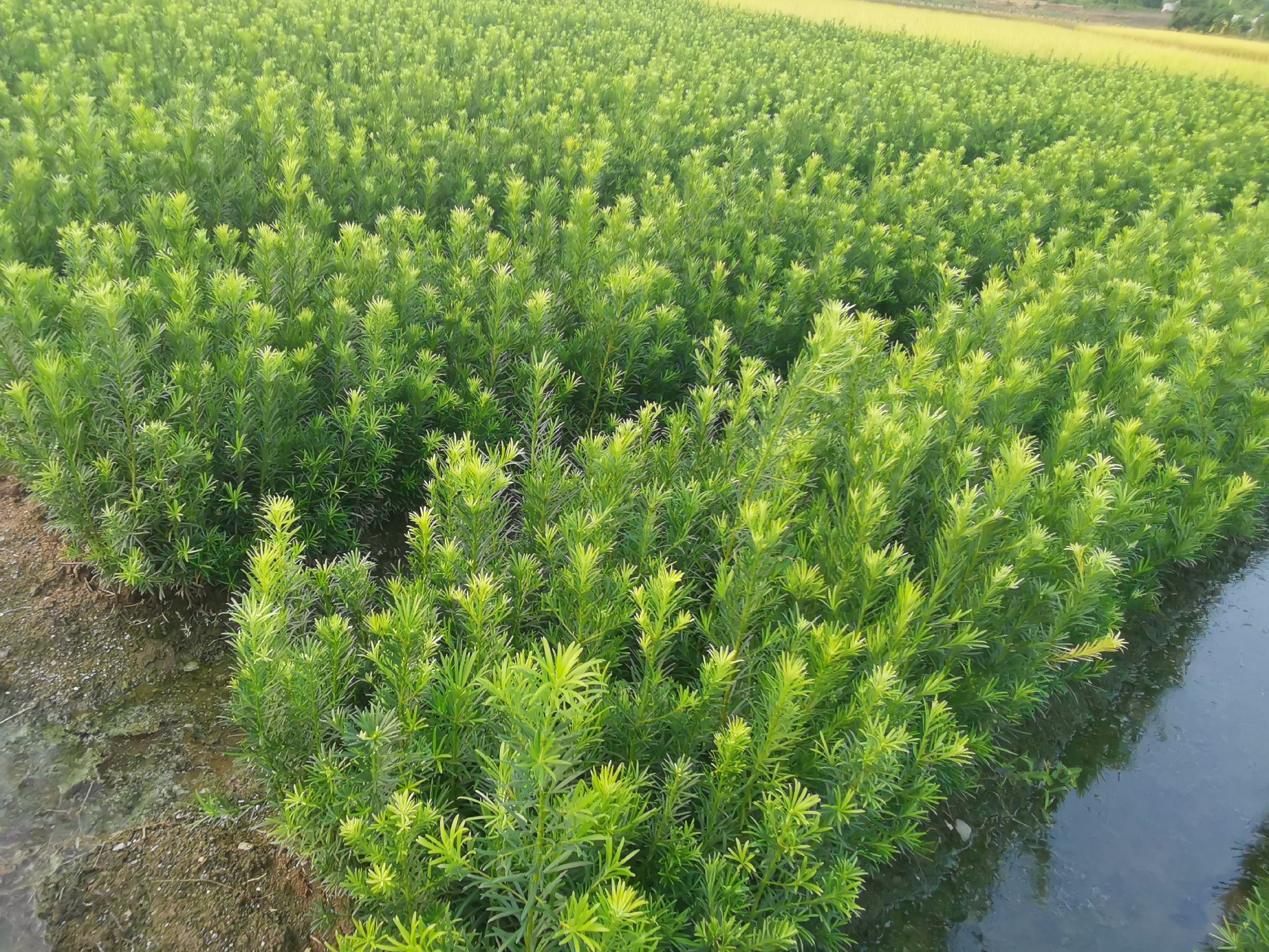 江苏如皋国际花木城内的罗汉松专营区,多株高度1.2–1.8米的雀舌罗汉松陈列于木质架台上,部分树木配有编号铭牌与价格标签,现场有买家使用放大镜观察芽点发育情况,背景可见‘国家地理标志保护产品’宣传横幅 如皋罗汉松交易市场实景