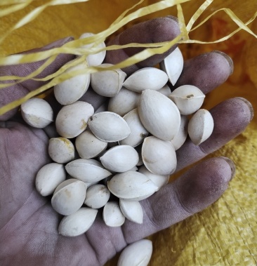 白果新货山东临沂产地直销颜色白果仁饱满