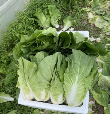 [黄心白菜批发]精品夏黄白 净菜 2~3斤.雨季快菜.夏黄白价格0.