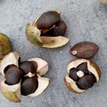 油茶种子