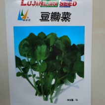 豆瓣菜种子西洋菜种籽水芥菜水培蔬菜籽多年生四季种植
