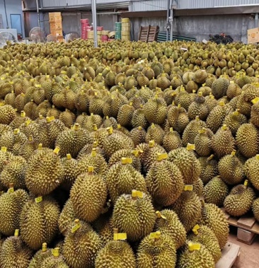 云南榴莲西双版纳榴莲贵州榴莲凭祥榴莲海口榴莲