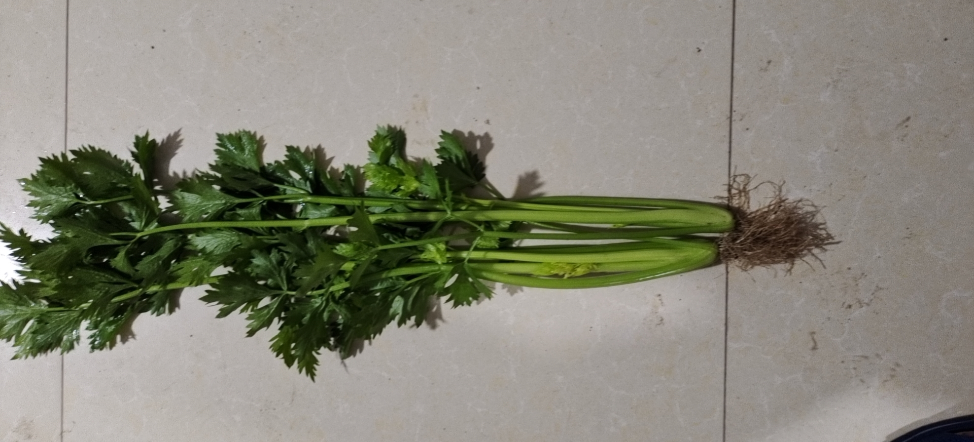 山芹菜与普通芹菜对比图