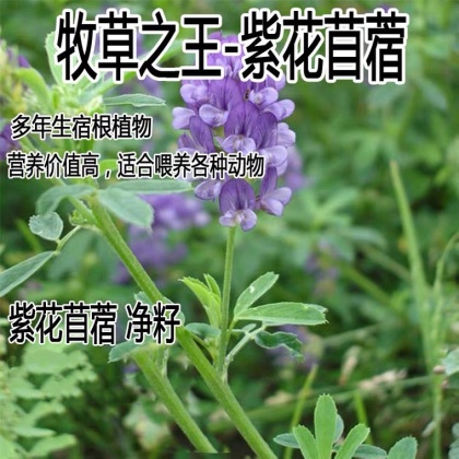 紫花苜蓿种子猪牛羊兔鸡鸭鹅多年生四季养殖牧草种籽【紫花苜蓿】紫花