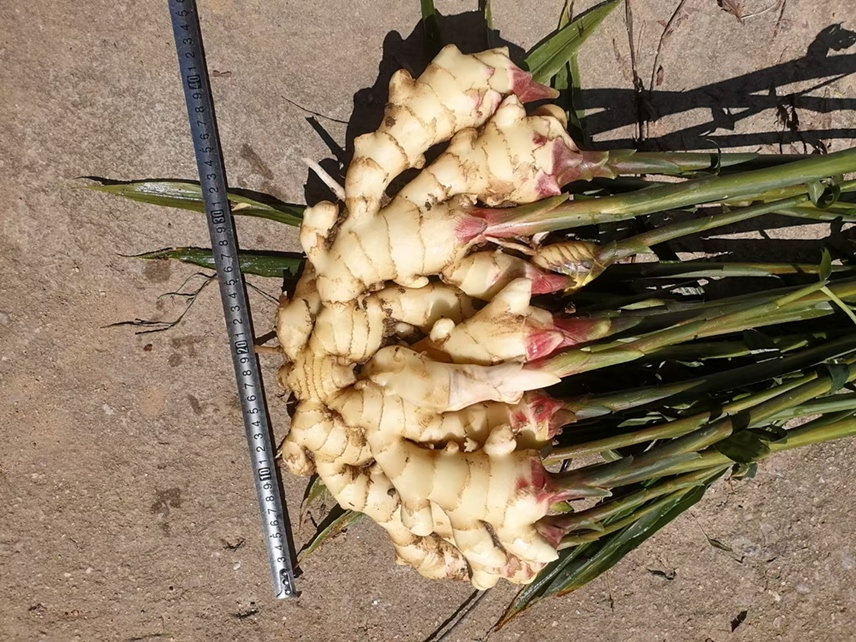 生姜称量示意图