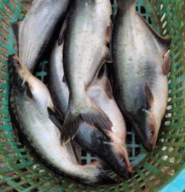 巴沙鱼活鱼塘头价42