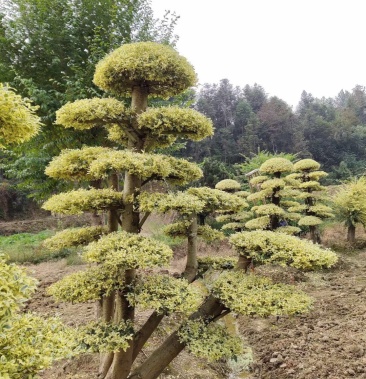 [女贞批发]造型金姬女贞价格2400.00元/棵 - 一亩田