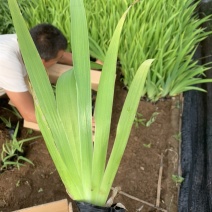 鸢尾