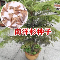 新采林木树种南洋杉种子澳洲杉鳞叶南洋杉塔形南洋杉种子