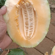 哈密瓜大量上市中