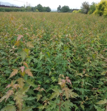 辽宁三角枫 堆 茶条槭 园林绿化苗木规格齐全 量大优惠