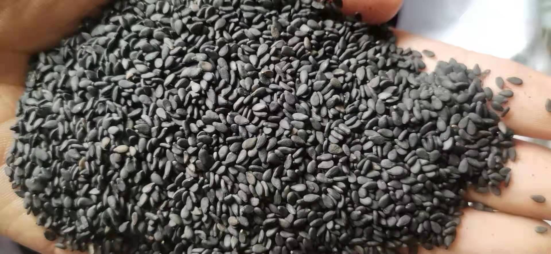 一盘盛放的黑色饱满黑芝麻种子,颗粒均匀,表面有光泽,背景为木质砧板,旁边配有瓷勺和几片绿叶点缀,展现天然农产品质感 黑芝麻特写镜头