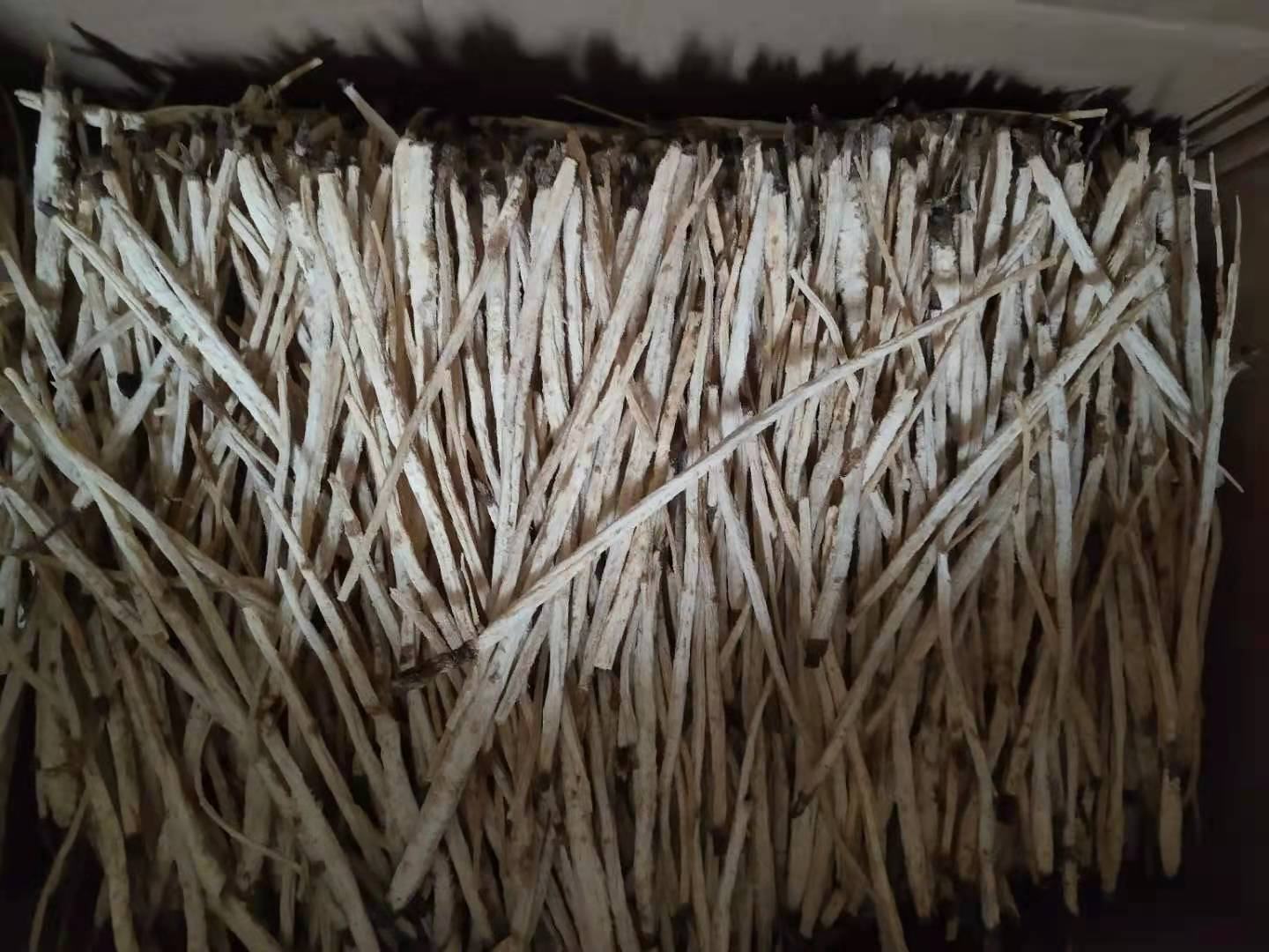 北沙参与南沙参药材对比图