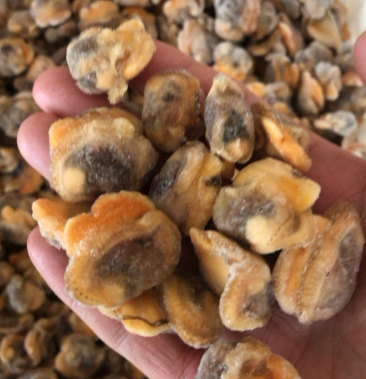 [毛蛤批发]毛蛤肉,新鲜毛蛤现剥壳都是活的冻煮赤贝肉价格225.