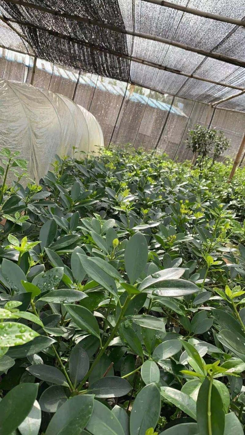 [菠萝蜜批发]广西崇左龙州县菠萝蜜 2.00元/斤坚果苗,八角苗 _ 一亩田