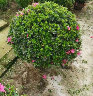 大竹林花市三期39号精品夏娟球,大量上市中,欢迎前来采购