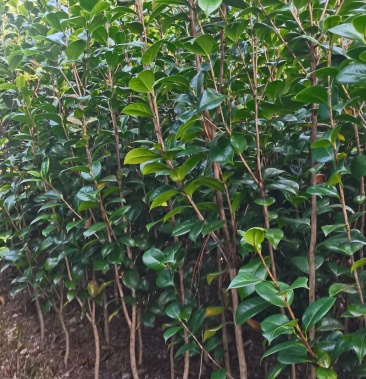 [茶花苗批发]茶花小苗,2-3公分茶花,冠幅50-80公分以上价格5.
