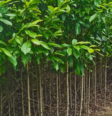 供应含笑苗,深山含笑2-3-4公分大量供应