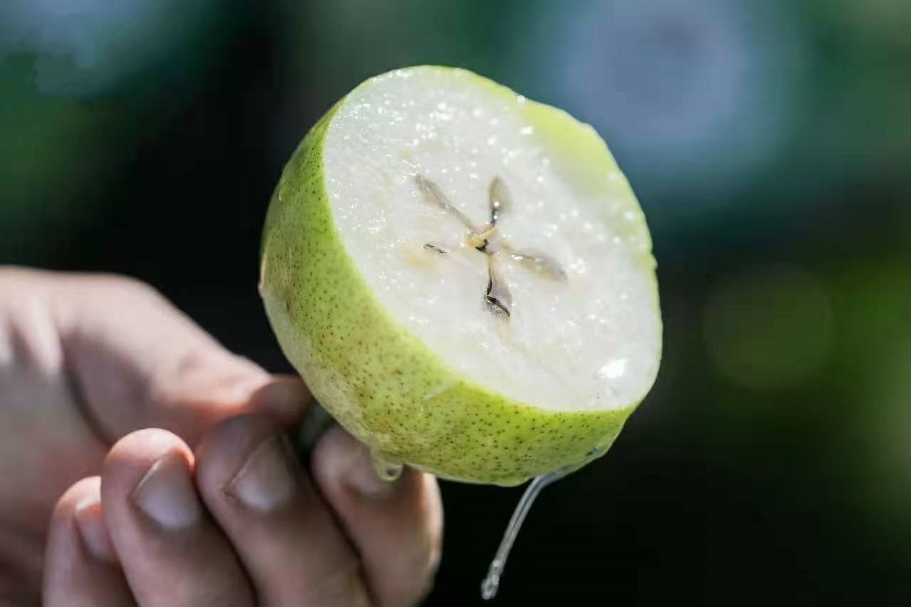 香梨切开果肉多汁特写,展示其细腻果肉与丰富汁水 香梨切开果肉多汁特写